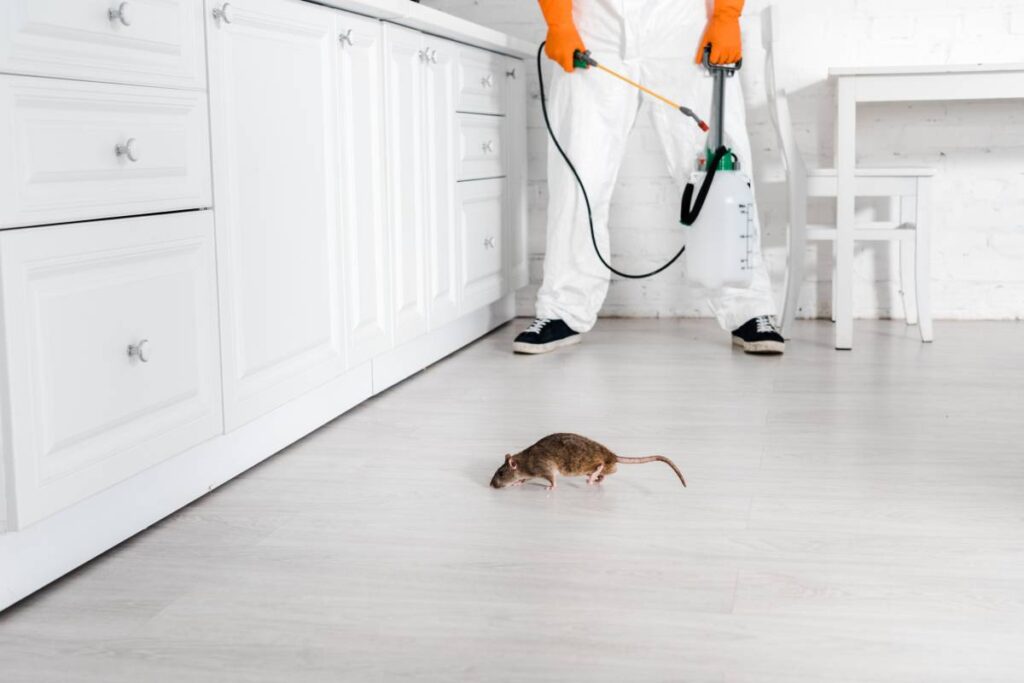 cropped view of exterminator with toxic spray in hand standing near rat on floor