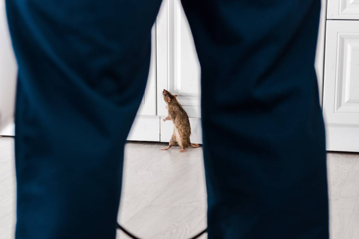 cropped view of man standing near rat in kitchen. end-of-lease pest control