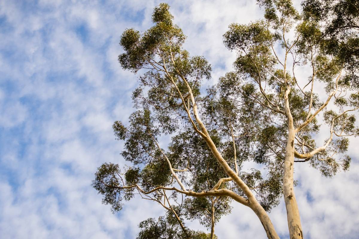 Looking up to the crown of a tall gum tree; eucalyptus trees were introduced to California and are considered invasive