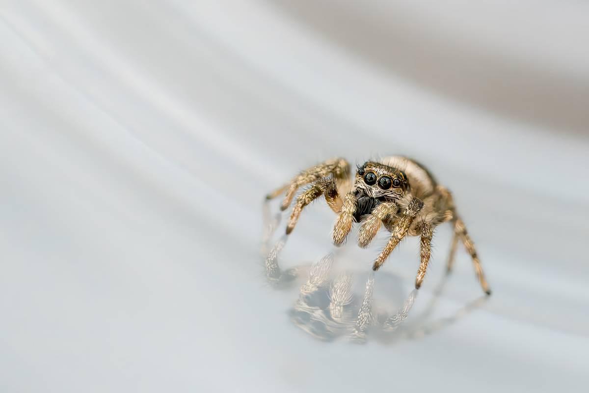 Close-up of a jumping spider with a reflection on a smooth surface, showcasing its detailed features and intricate patterns.