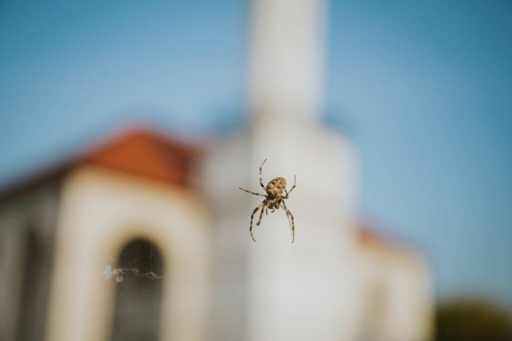 A closeup of a spider hanging from a spiderweb