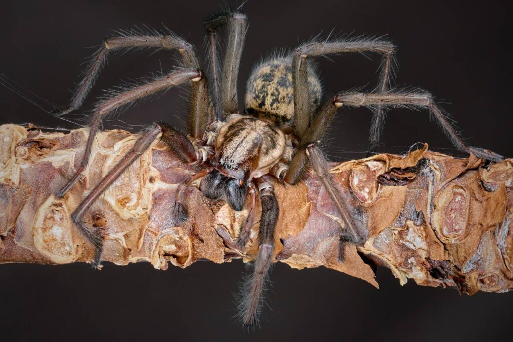 Super macro closeup of the Giant house spider (Eratigena atrica)