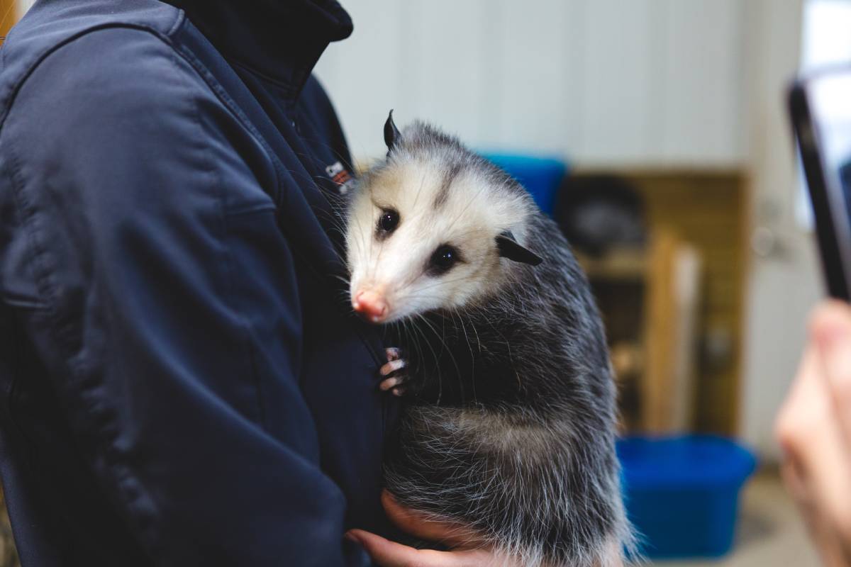 opossum-2025-01-07-20-09-30-utc (1)